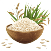 pngtree-vector-rice-png-image_17280484